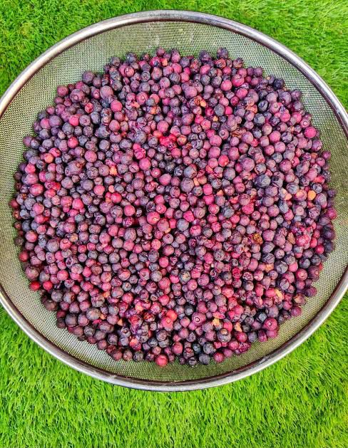 Dry Falsa